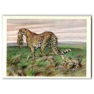 Vintage Russian Postcard Asiatic Cheetah Mother & Cubs Wildlife Art 1979